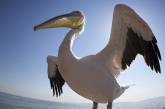 Экоинспекторы обнаружили в частном пансионате краснокнижного пеликана 