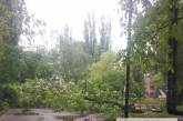 В Николаеве упало дерево, перегородив въезд во двор