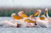Остров на Херсонщине с гнездовьями пеликанов взяли под строжайшую охрану