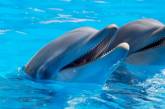 В одесском дельфинарии дельфин укусил ребенка. ВИДЕО