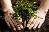 Зеленский пообещал посадить миллиард деревьев в Украине: по 10 каждую секунду