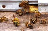 В Николаеве создают постоянную комиссию по факту отравления пчел