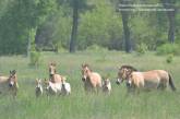 В зоне отчуждения показали фото жеребят лошадей Пржевальского на окраине Чернобыля
