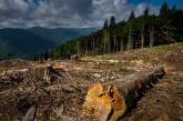 В Украине на инвентаризацию лесов планируется выделить 20 млн гривен