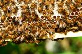 В Ровненской области пчелы до смерти закусали пасечника