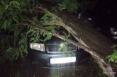 В Николаеве дерево рухнуло на два припаркованных автомобиля. ВИДЕО