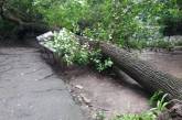В Николаеве во дворе два дерева рухнули на провода 