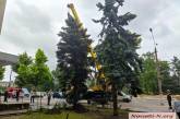 В Николаеве подняли огромную ель, которая рухнула из-за непогоды