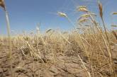 В ближайшие 30-40 лет более 60% украинских земель грозит опустынивание, - Кабмин