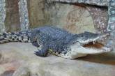 В Ялте затопило местный крокодиляриум: крокодилы «вырвались на свободу» (видео)