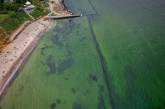 В Одессе позеленело море (видео)