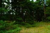 В Николаевской области участок в лесу незаконно передали в коммунальную собственность