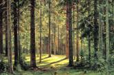 В Николаевской области незаконно передали 24,2 га леса под пастбища