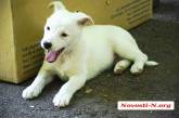 «У счастья нет породы!» - в Николаеве прошла выставка бездомных собак. ФОТО