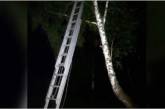 Во Львовской области ребенок влез на восьмиметровое дерево, спасаясь от буллинга