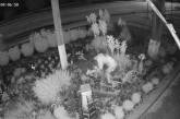 В Баштанке местный житель регулярно обворовывает цветочные клумбы — хулигана сняли камеры (видео)
