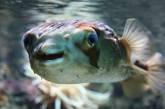 Рыбы «подсели» на метамфетамин в загрязненных водоемах, - исследование