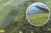 Просто болото и никто не купается: в Одессе туристы показали видео с пляжа