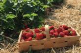 В Латвии пожаловались на нехватку украинских сборщиков урожая