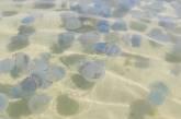 После нашествия божьих коровок акваторию пляжей в Херсонской области заполонили медузы