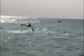 Дельфины возле Джарылгача показали отдыхающим настоящее шоу (видео)