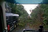 В Николаевской области упавшее на трассу дерево перекрыло проезд — возникла пробка