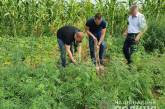 У жителя Николаевской области изъяли почти 200 кустов конопли (видео)