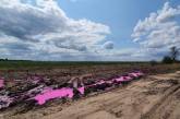 Ядовито-розовые лужи в поле под Ровно: полиция открыла уголовное производство