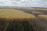 В Николаевской области горело поле с пшеницей 