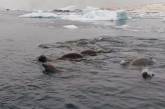 К украинским полярникам приплыли тюлени-крабоеды (видео)