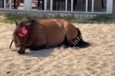 В Одессе аниматоры оставили уставшего пони на раскаленном песке (видео)