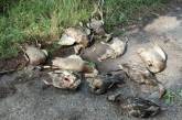 В киевском парке массово погибли утки и рыба – отравились ртутью в водоеме