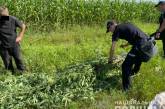 Житель Николаевской области вырастил 84 куста конопли высотой около 2 метров