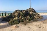 Пляжи Бердянска завалило тоннами водорослей (видео)