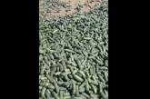 Украинский фермер уничтожил сотни килограммов огурцов из-за нетоварного вида (видео)