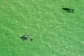 Игры дельфинов в изумрудном море на Кинбурнской косе показали с высоты (видео)