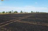 В Николаевской области сгорело 10 га пшеничного поля