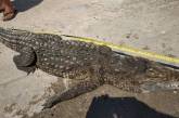 Крокодила из водоема на Арабатской стрелке вытащили мертвым