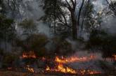 В Алжире лесные пожары добрались до жилых домов: есть погибшие и пострадавшие