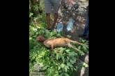 Во Львове четверо чернокожих иностранцев прямо в парке зарезали козу