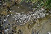 На Тилигульском лимане у Коблево массово гибнет рыба
