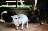 В Бангладеш умерла самая маленькая корова в мире