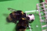 Во время футбольного матча спортсменов атаковали пчелы (видео)
