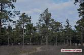 В николаевском парке «Лески» посадят 730 деревьев: сколько на это потратят