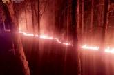 Под Николаевом трижды за сутки горел лес — тушили лесники и пожарные