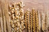 В Украине сбор пшеницы и ячменя побил исторический рекорд