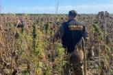 В поле подсолнухов в Днепропетровской области нашли плантацию конопли
