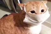 В Китае начали усыплять домашних кошек с положительным тестом на коронавирус