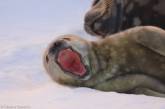 Возле украинской полярной станции родились тюлени (фото)