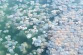 Порт в Одессе заполнили тысячи опасных для людей медуз (фото)